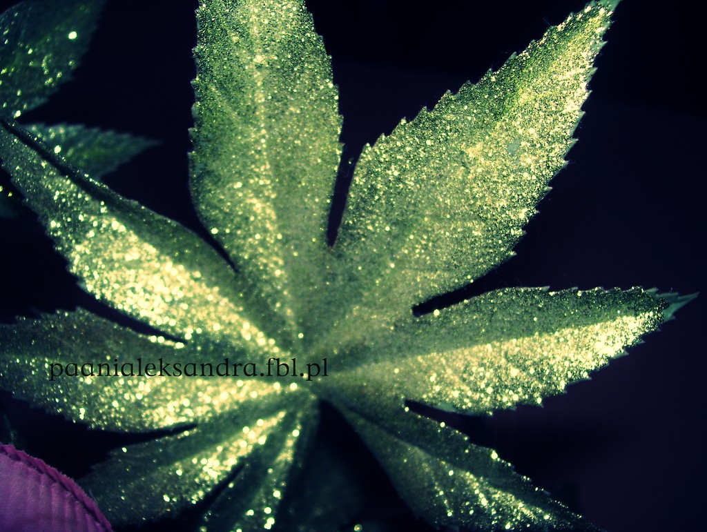 maj marycha ; D 