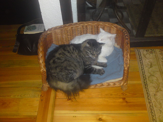 puszek i Misia 