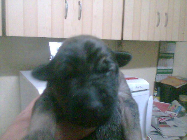 may deki