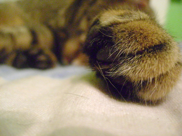 show the claw!