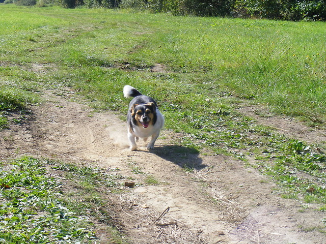 .dog.