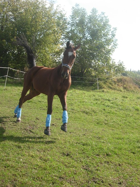 Hanesz ;* 