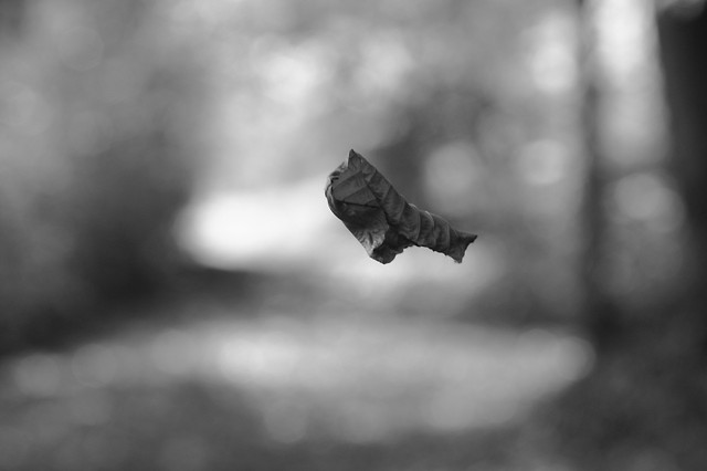 Blatt im Wind.