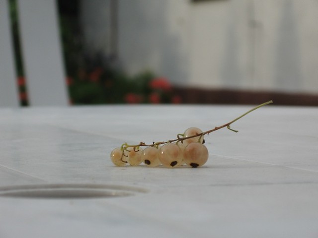 `jesie redniowiecza...