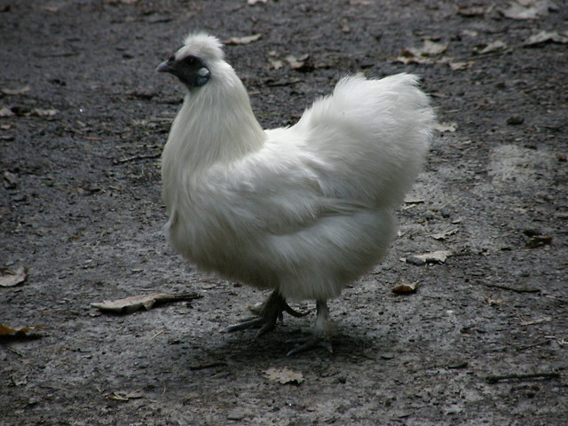 kurka ;p
