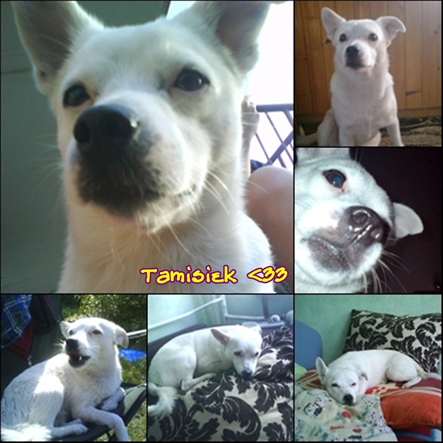 Tamisiek 