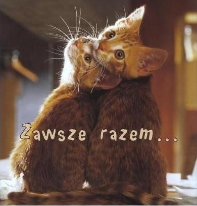 Kocham Ci ;**