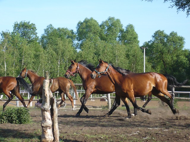 gniadoszki.