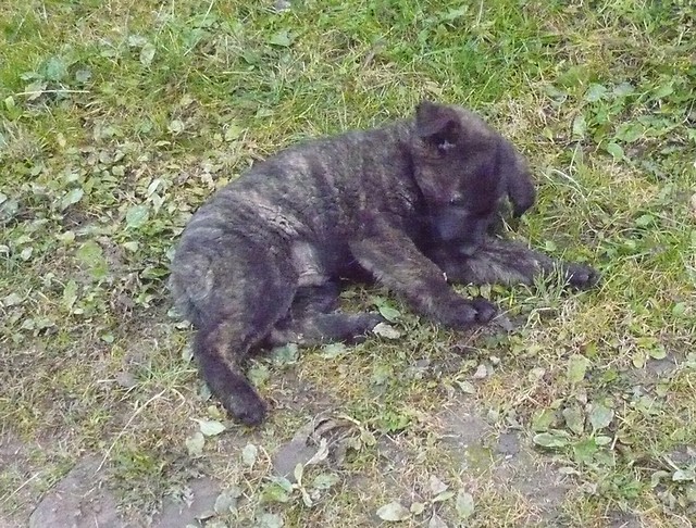 Azor