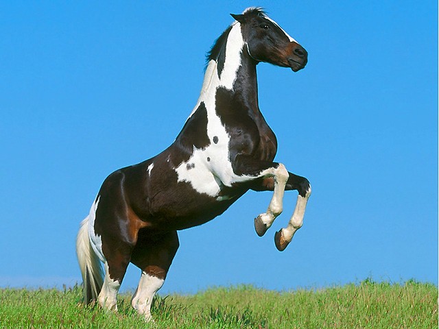 Konik:-)