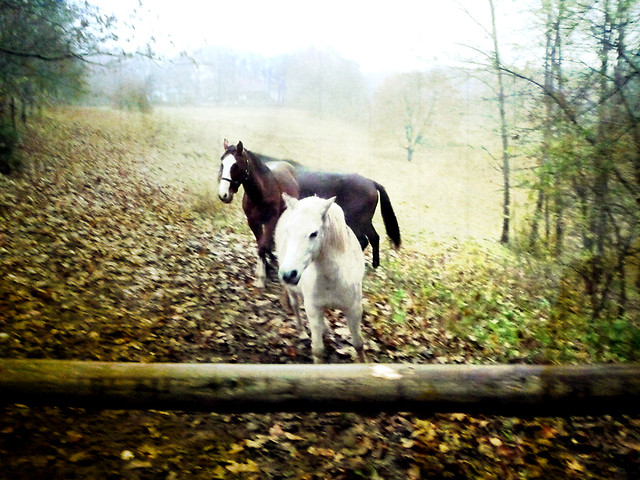 Emisja & ywiarz