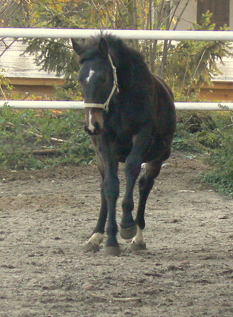 Ryko