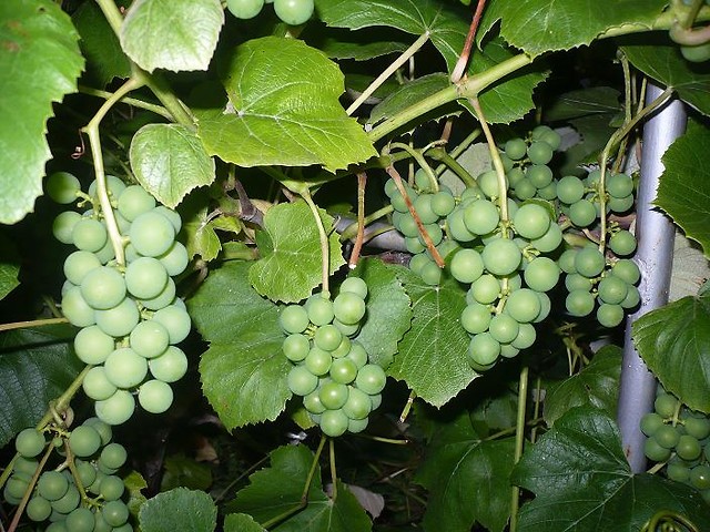 bo ja lubie winogrononooo