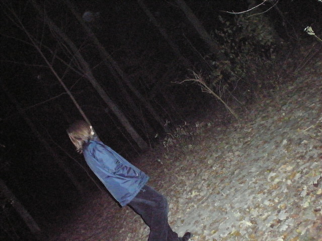 a walk in forest