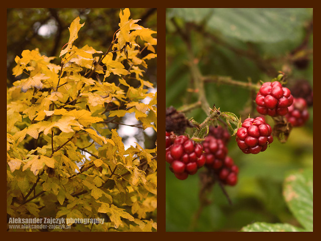 Autumn