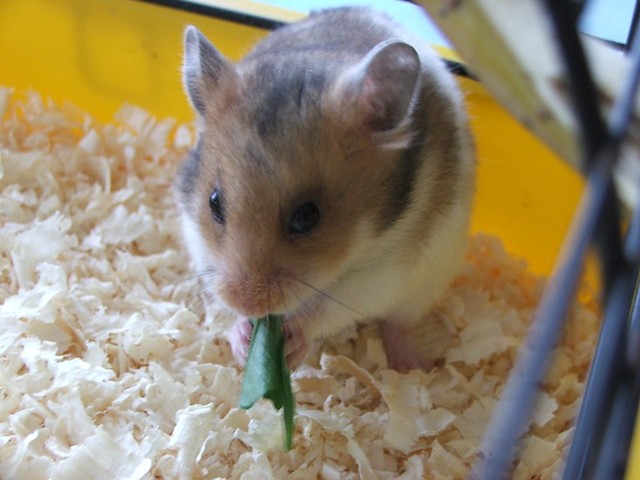 =)