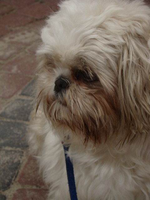 Moj Shih-tzu