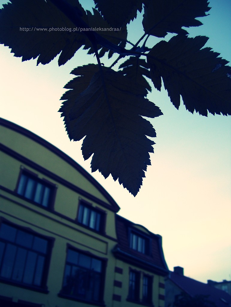 licie . 