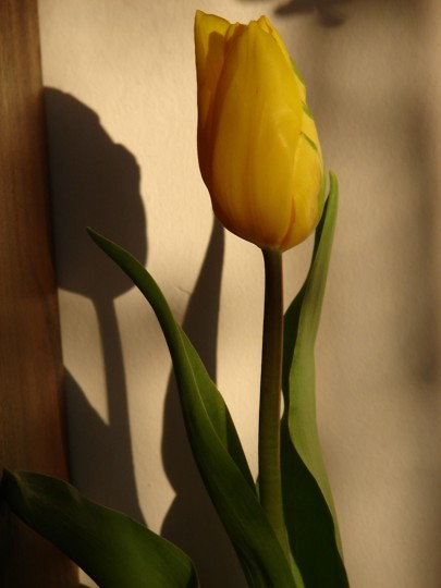 tajemnicza tropicielka.