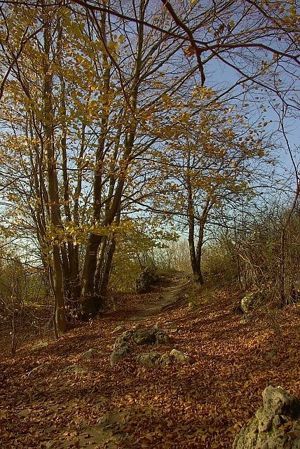 JESIEN -W OKOO