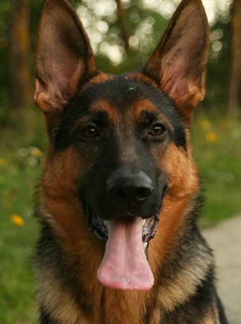 Owczarek