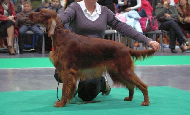 CACIB Pozna '09