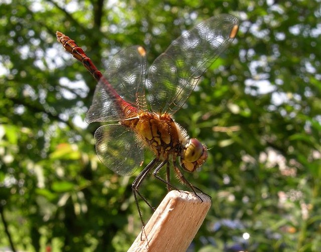 Fly away