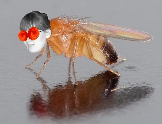 I believe I'm a fly