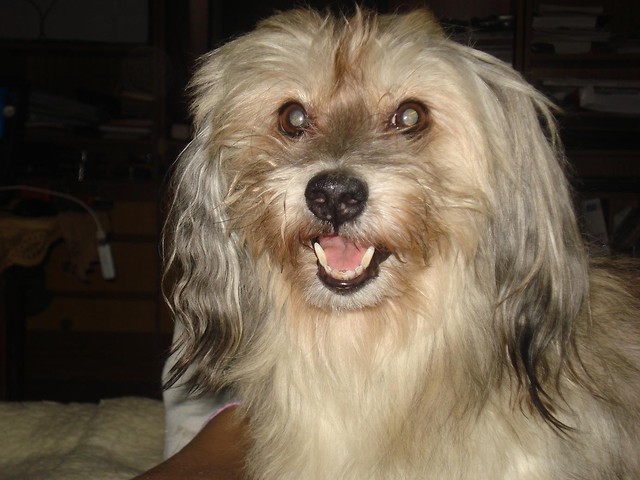 Piesek