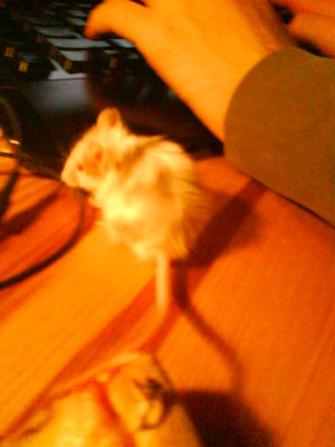 mysza :P