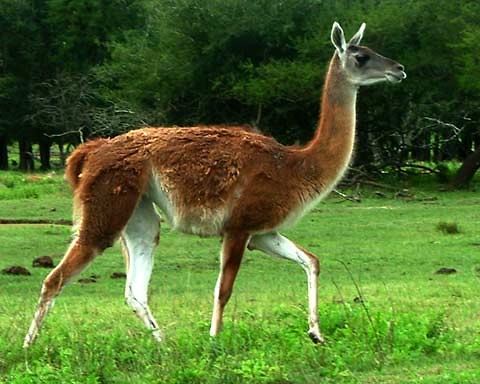 Lama