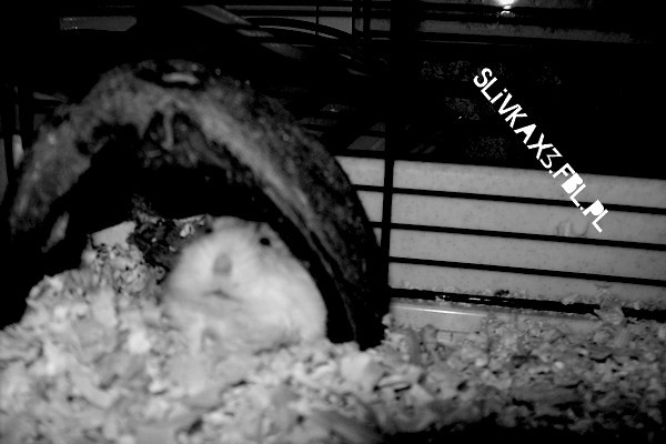 Hamtaro xdd