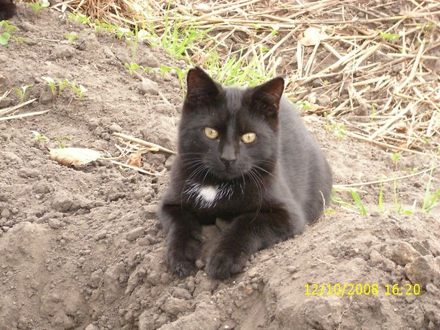 Gruby 