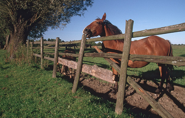 chestnut life