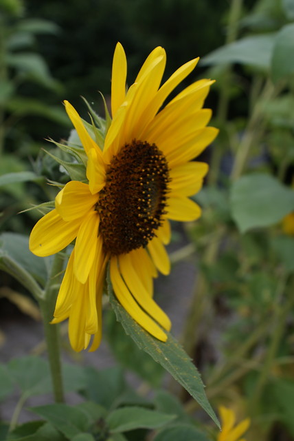 sunflower. 