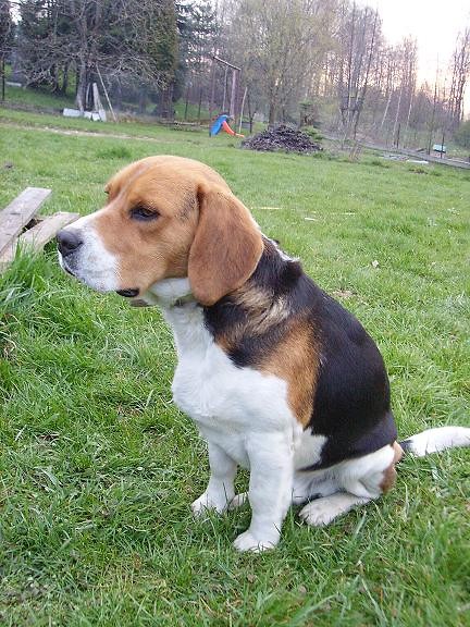 Zagin beagle Wieliczka/Krakw
