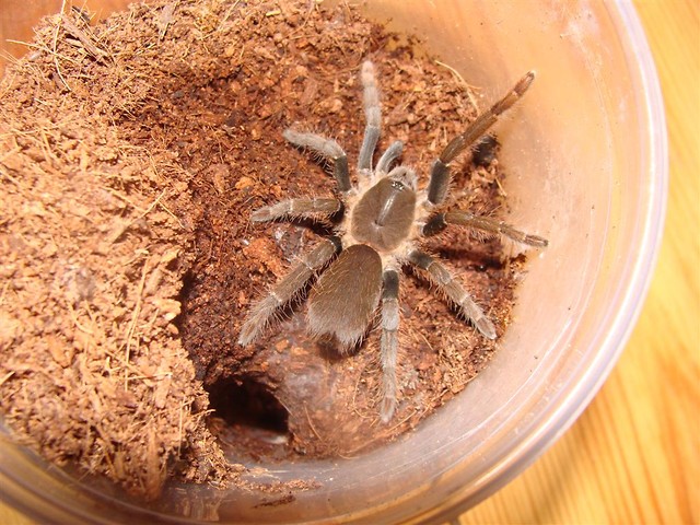 H. gigas