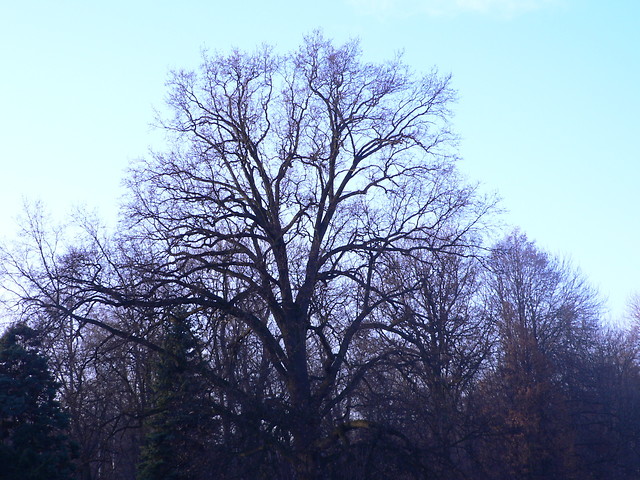 T.
