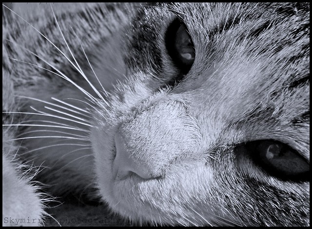 cat ;D