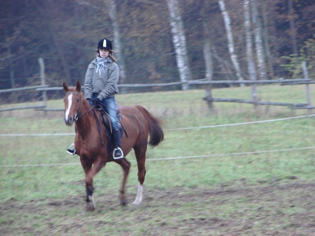 Utrzyma  konia sportowego...