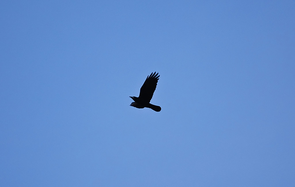 Corvus corax