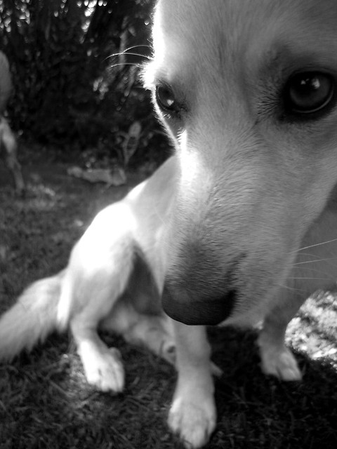 Bolu :)