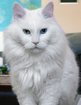 heterochromia
