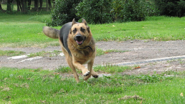 Catch me if you can!
