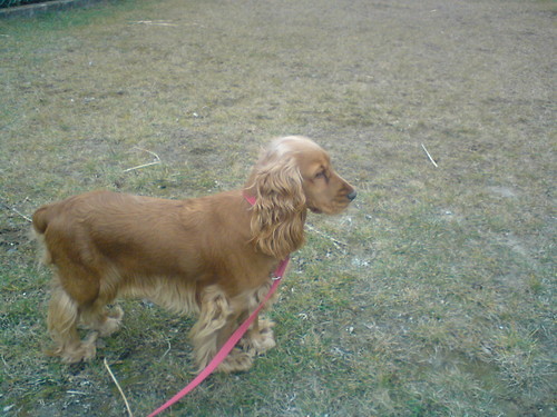 misia