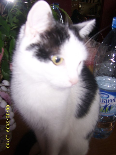 Kiciaa .;***