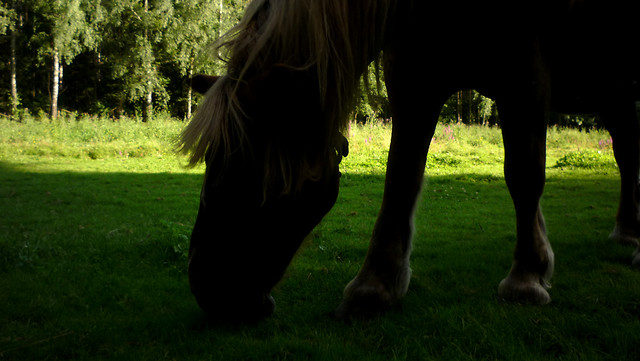 Noora ; >