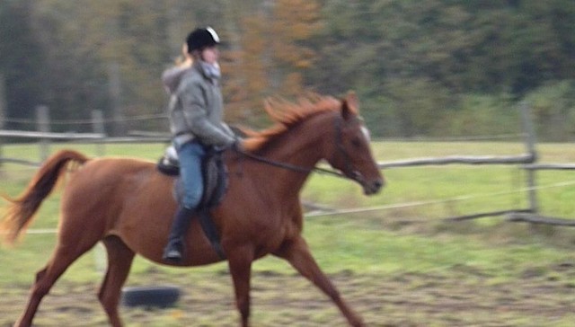 Galop... (?) 