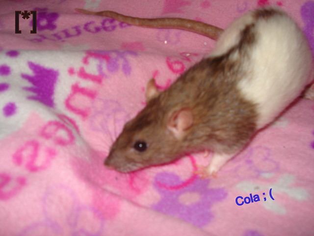 Cola ;(