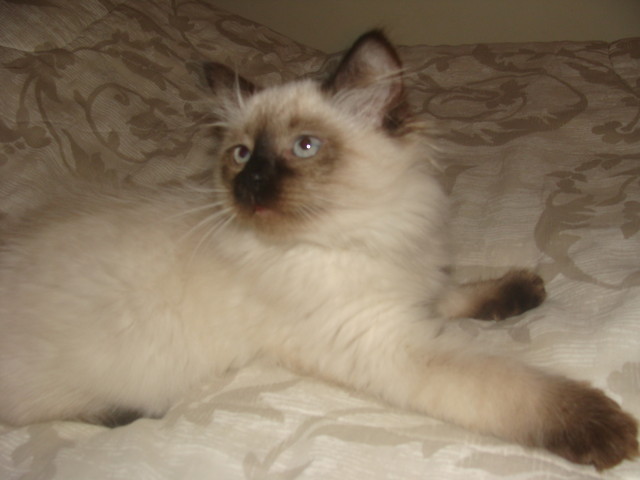 mj kotek